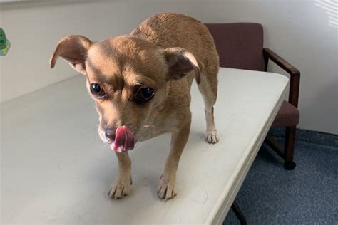pet shelter bakersfield|All Adoptable Animals .